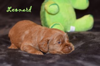 Leonard