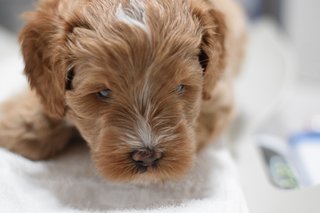 Penny
