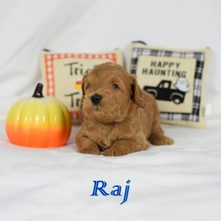 Raj
