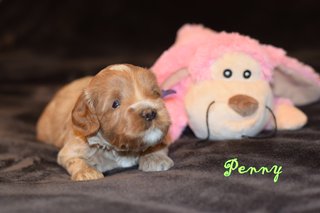 Penny
