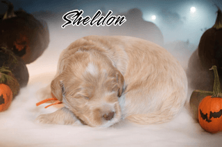 Sheldon