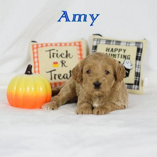 Amy