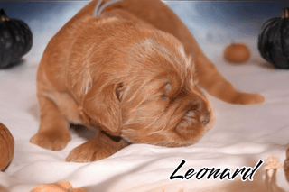 Leonard