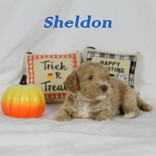 Sheldon