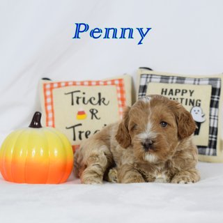 Penny