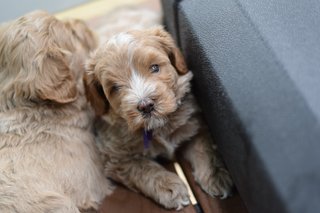 Penny