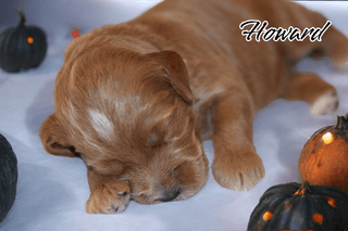 Howard