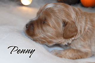 Penny