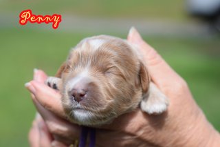 Penny