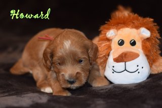 Howard
