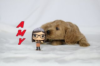 Amy