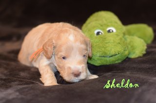 Sheldon