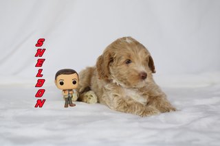 Sheldon