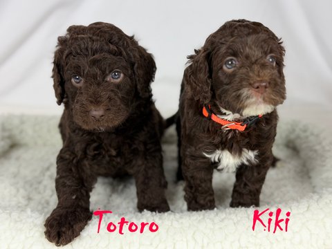 Totoro and Kiki