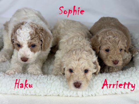 Haku Sophie Arrietty