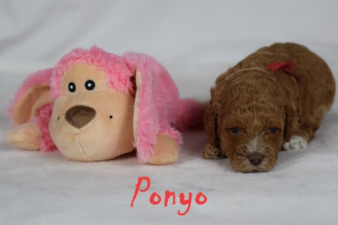 Ponyo