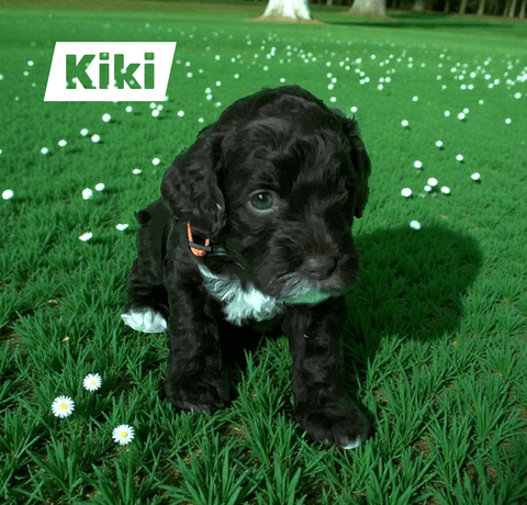 Kiki