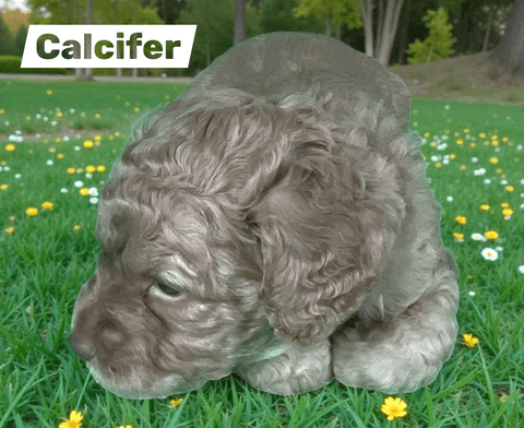 Calcifer