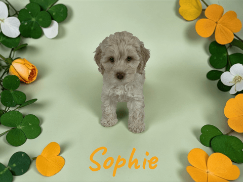 Sophie