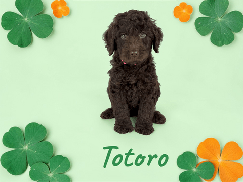 Totoro