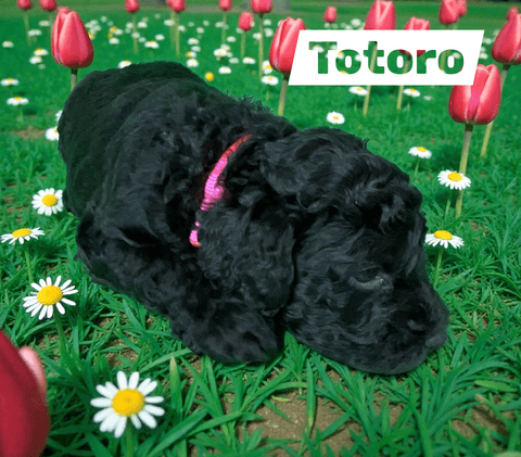 Totoro