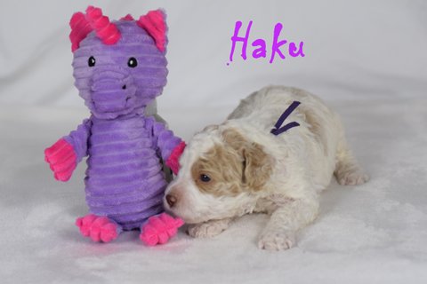 Haku