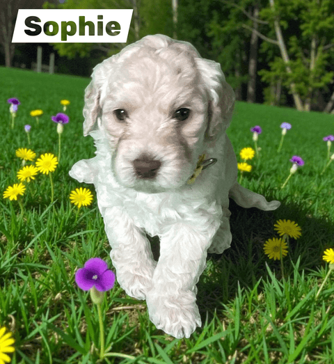 Sophie