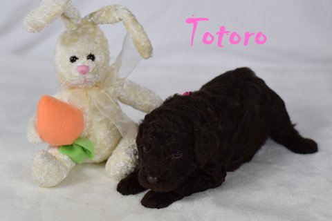 Totoro