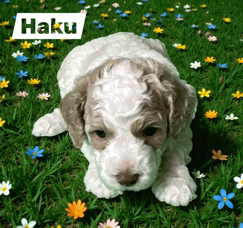 Haku