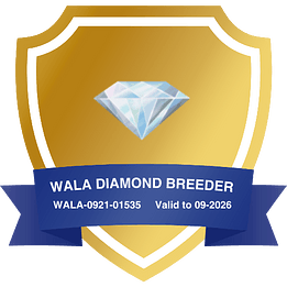 2025 Seven Hills Australian Labradoodles Diamond 1